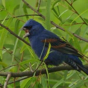 Fundraising Page: Isabel Carty